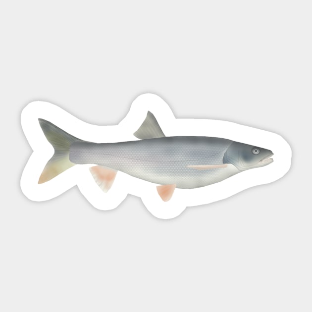 Northern Pikeminnow Sticker by FishFolkArt